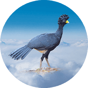 Morrison the Crested Caracara