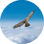 Brazos the Ridgeway’s Hawk