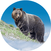 Clark the Grizzly Bear