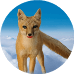 Tay the Swift Fox