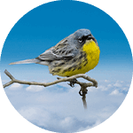 Abaco the Kirtland Warble