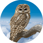 Morrison the Crested Caracara