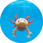 Luis the Axolotl