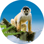 Manuel the Squirrel Monkey