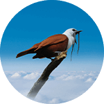 Cloud the Three-Wattled Bellbird